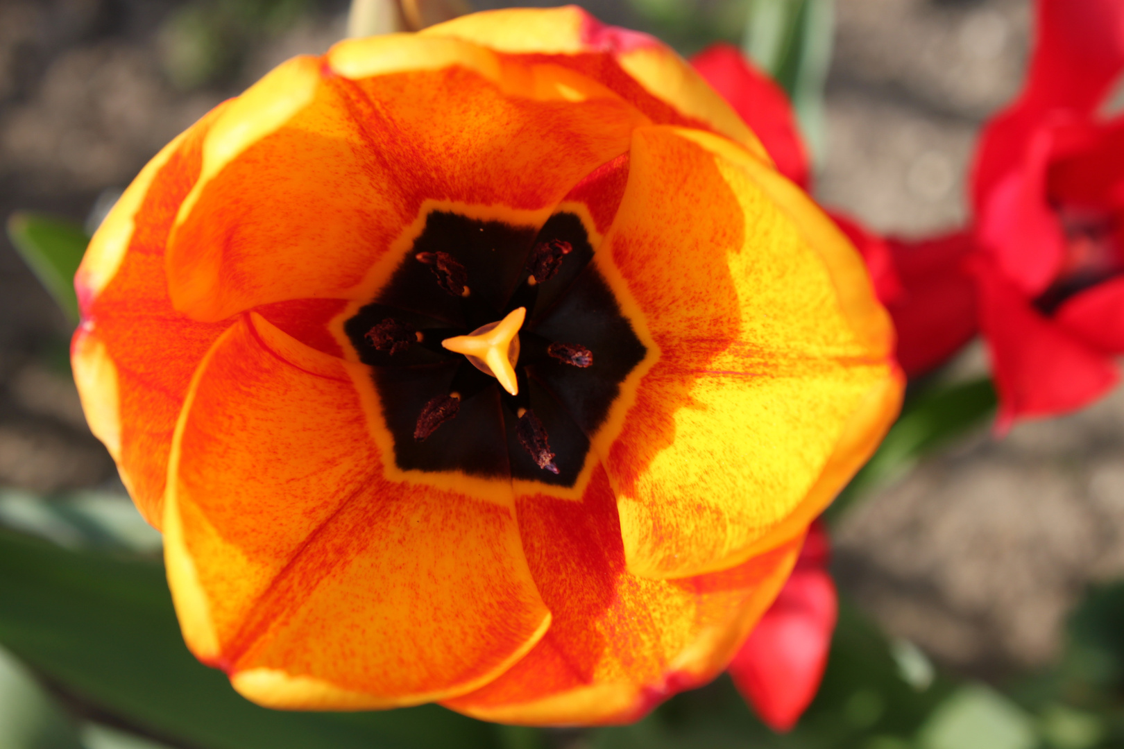 Auch die Tulpen blühen schon