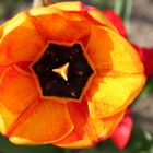 Auch die Tulpen blühen schon