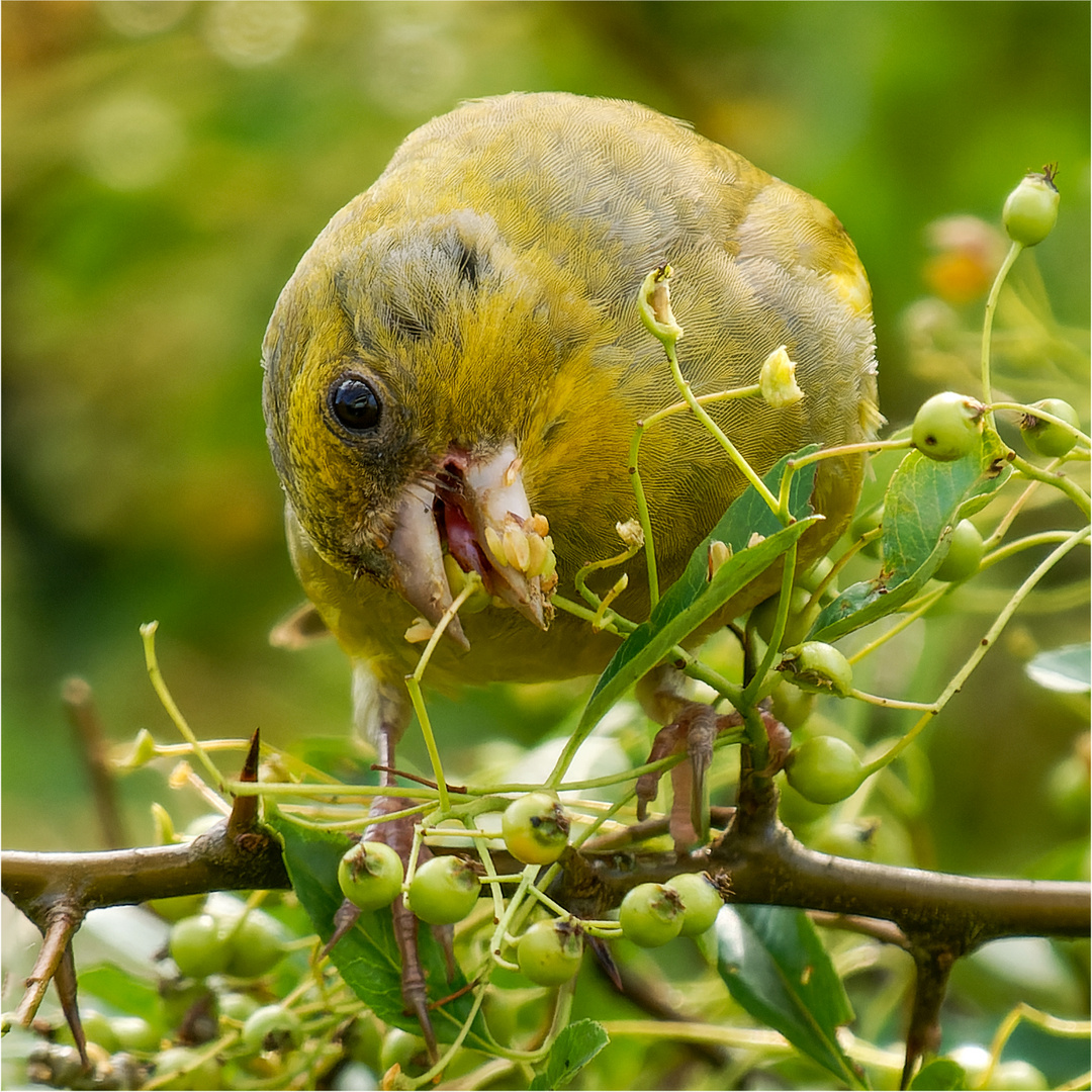 auch die unreifen schmecken  .....