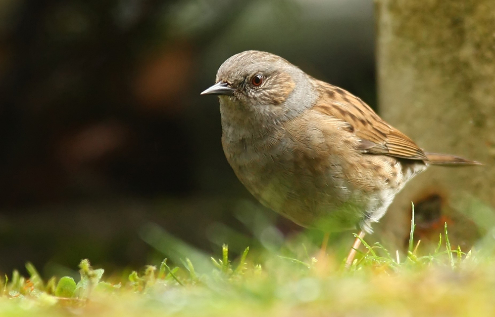 Auch die Vögel ................