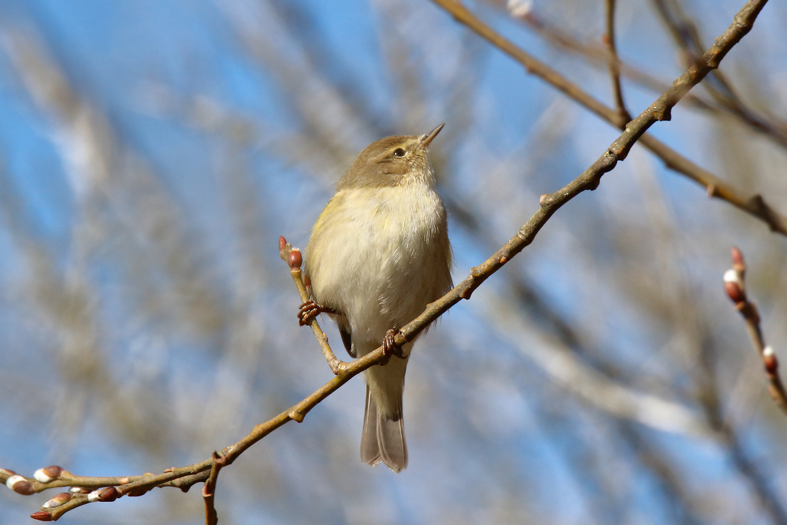 Auch die Vögel haben die Sonne genossen