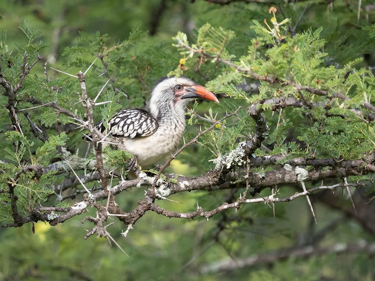 Auch die Vogelwelt