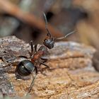 Auch die Waldameise (Formica) ist erwacht! - La fourmi nous annonce le printemps!