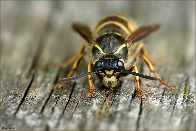Auch die Wespen suchen fleißig 'Nistmaterial' für ihre Behausung!