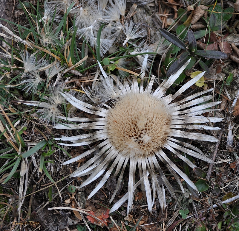 ....auch die Wetterdistel hat fast alle Samen verloren......