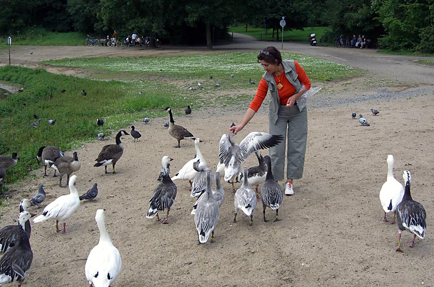 Auch die Wildgänse sind inzwischen handzahm