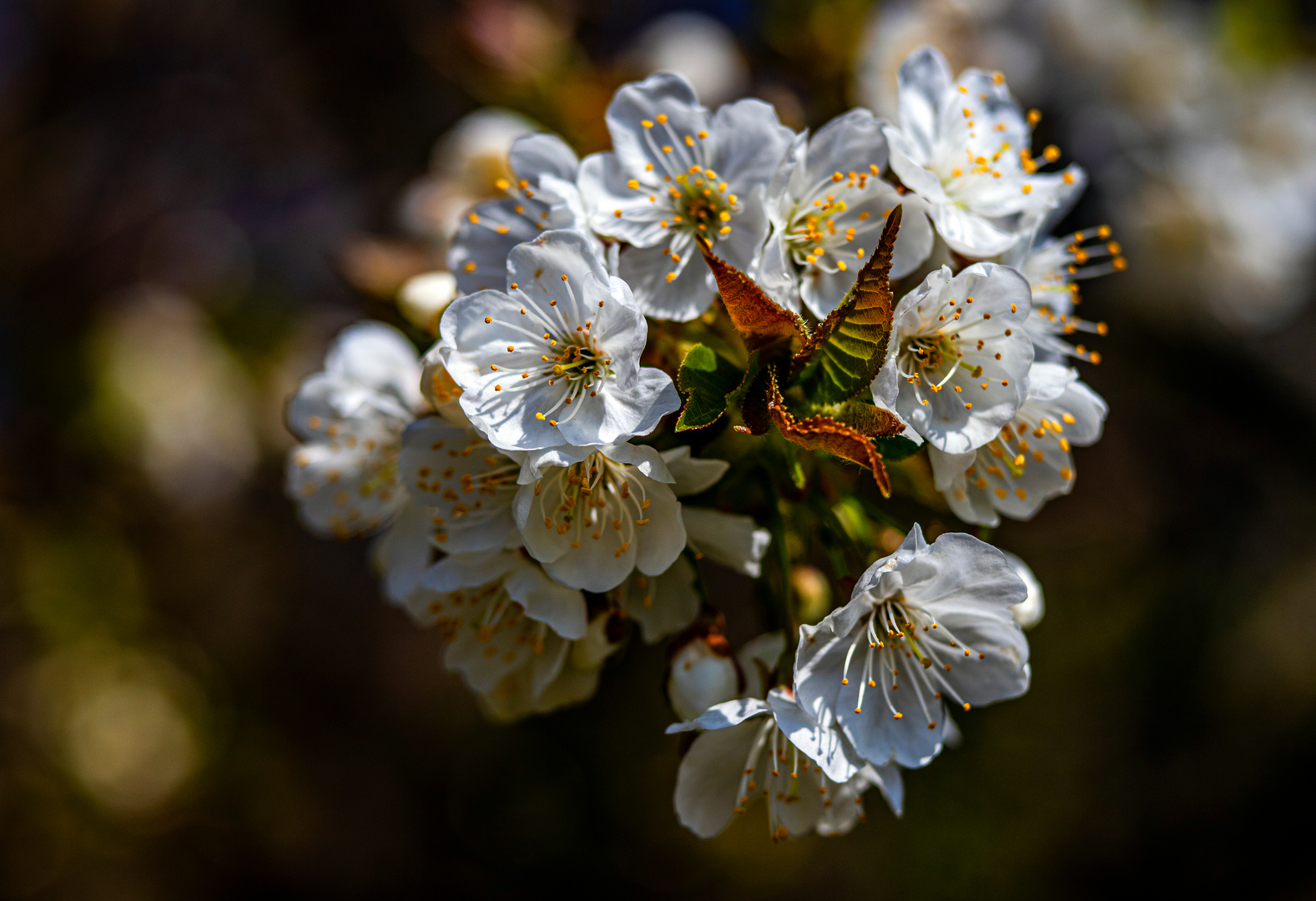 Auch die Wildkirsche