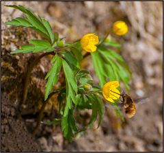 Auch die "Wollis" sind schon unterwegs.....