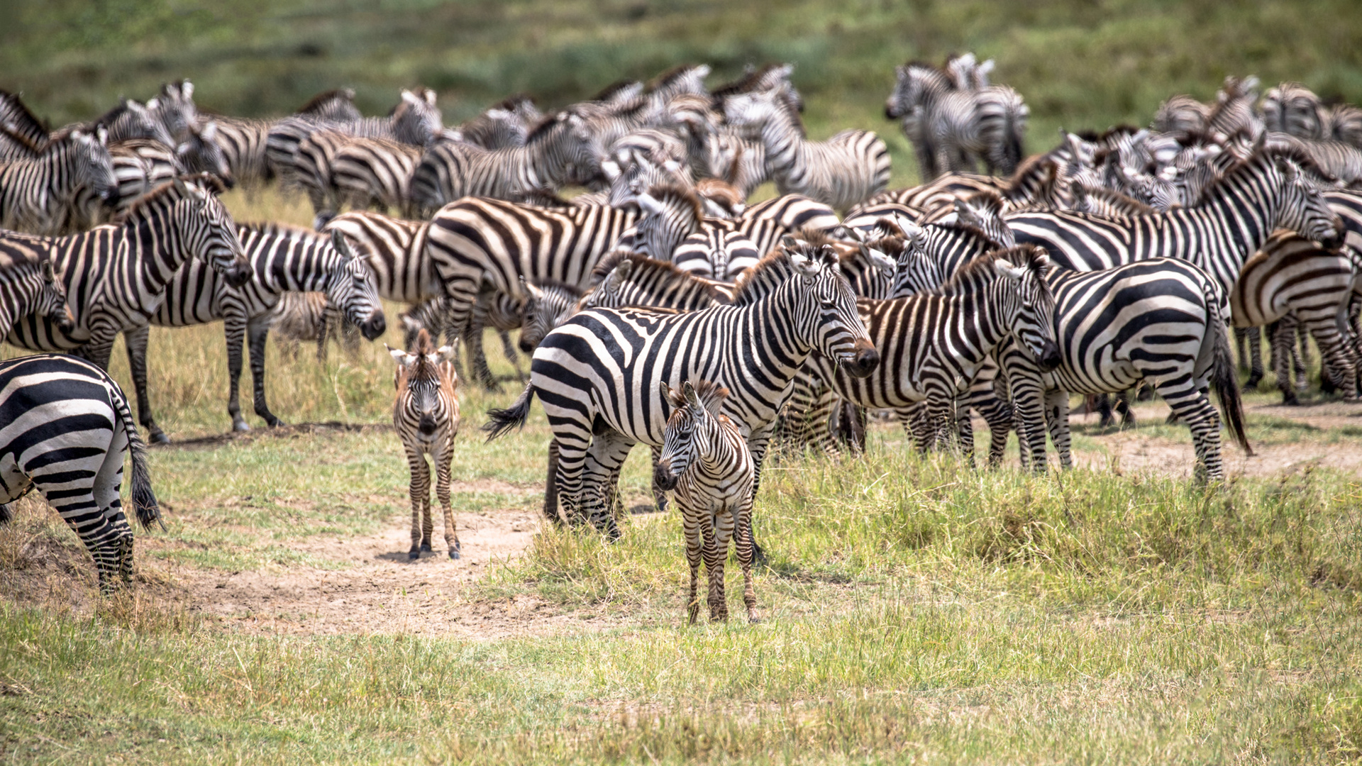 Auch die Zebras sind bereit...