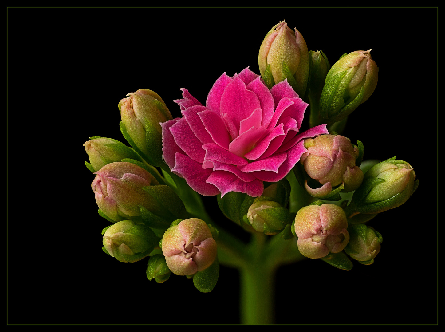 Auch die zierliche Blüte von einem Flammenden Käthchen ist ein feines Motiv 