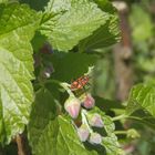 Auch die Zimtwanzen (Corizus hyoscyami) sind wieder da