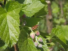 Auch die Zimtwanzen (Corizus hyoscyami) sind wieder da