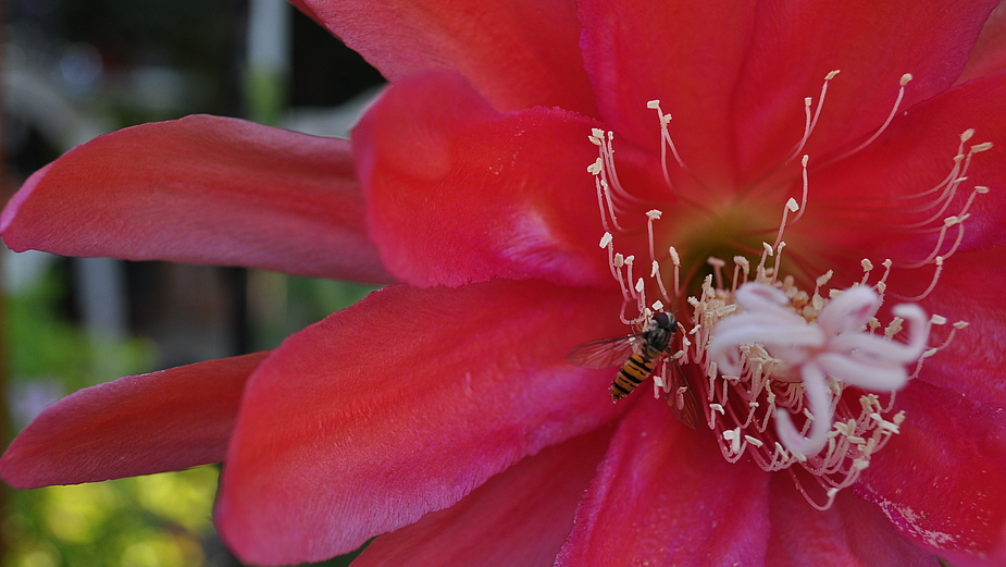 ..Auch die zweite Blüte des Kaktus war wunderschön