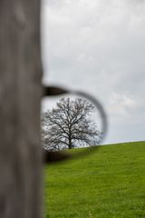 auch dier Baum passt da durch ;-) - schöne Ostern