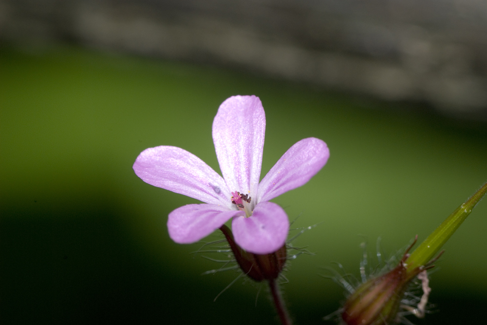 Auch dies ist eine Blüte...