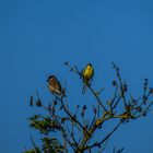 Auch diese beiden Vögel...