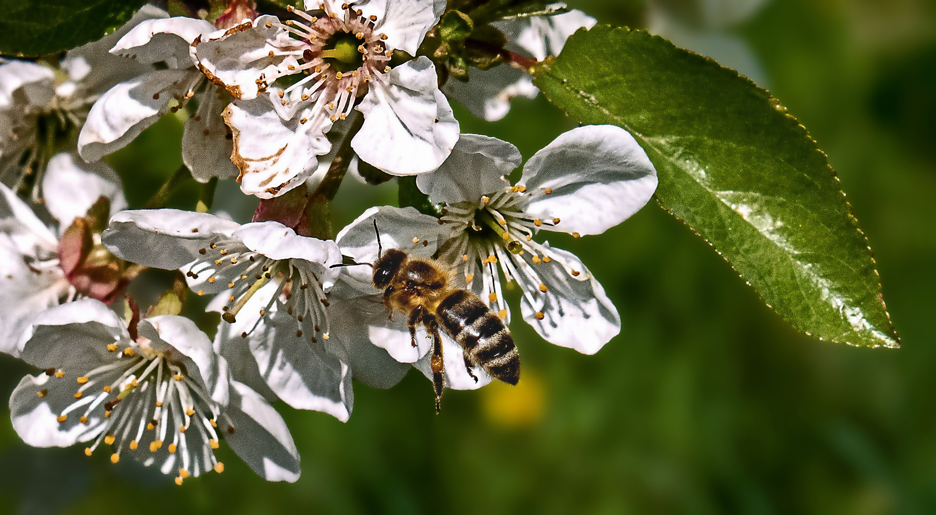 Auch diese Biene erfreute sich der Apfelblüten