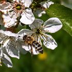 Auch diese Biene erfreute sich der Apfelblüten