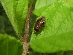 Auch diese etwa 6 mm lange Wanze (Deraeocoris flvilinea) ist mir ein Rätsel . . .