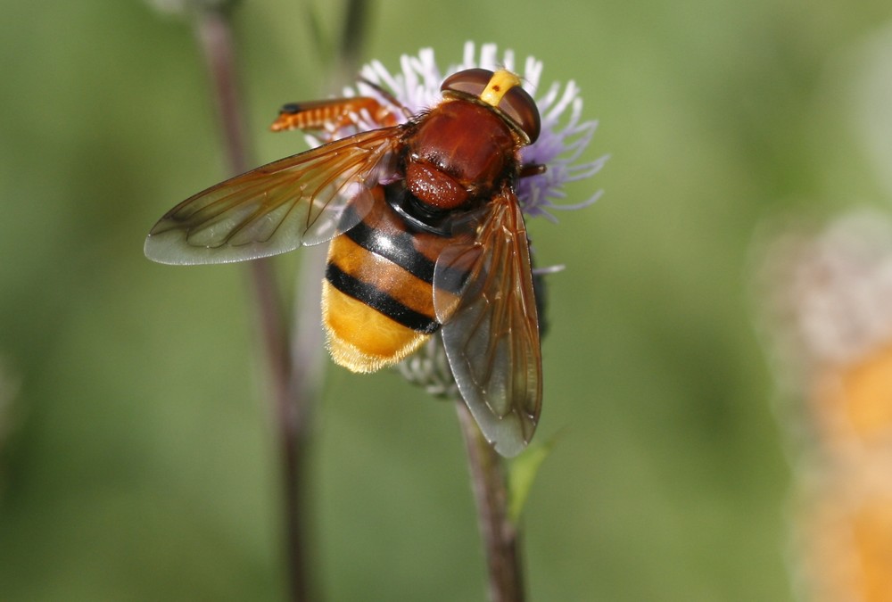 Auch diese Fliege