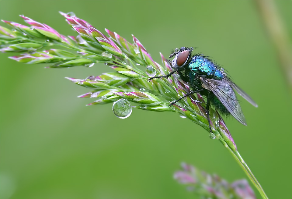 Auch diese Fliege...