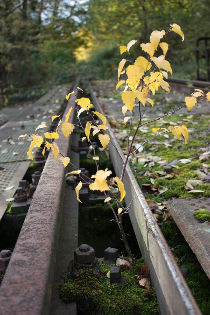 ... auch diese kleine Birke hat Herbst