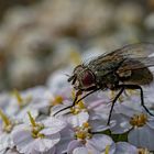 Auch diese kleine Fliege