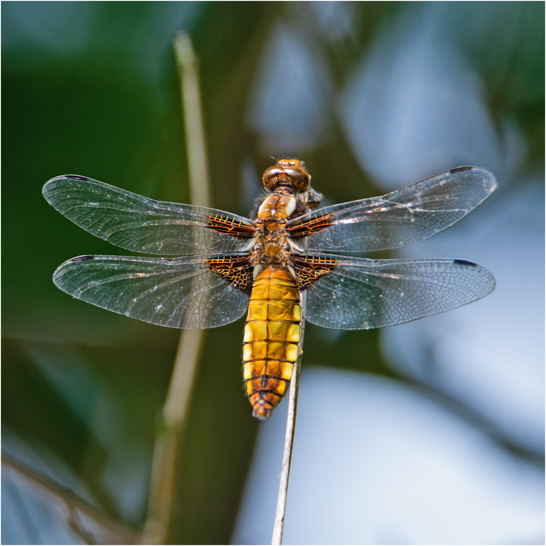 Auch diese Plattbauchlibelle (Libellula depressa) . . .