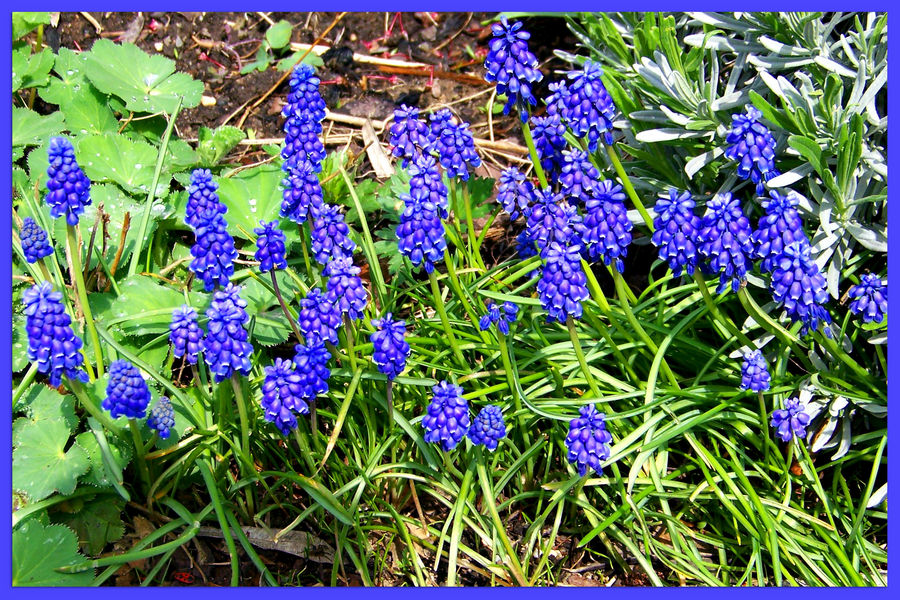 ....auch diese schönen blauen Traubenhyazinthen....