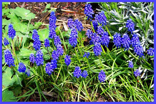 ....auch diese schönen blauen Traubenhyazinthen....