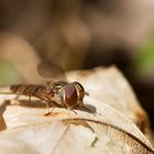 Auch diese Schwebfliege zog es in die Sonne