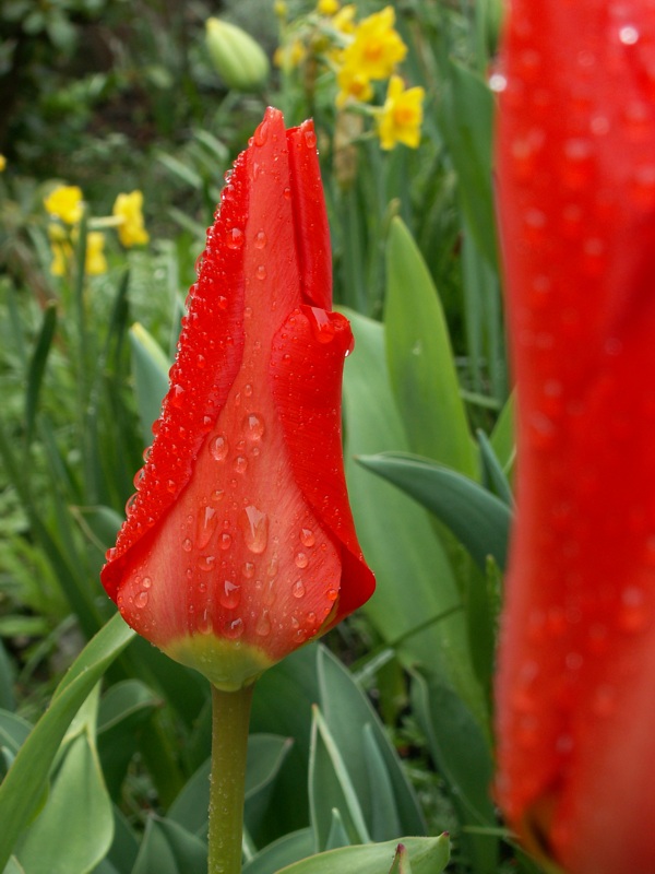 auch diese Tulpen