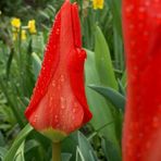 auch diese Tulpen