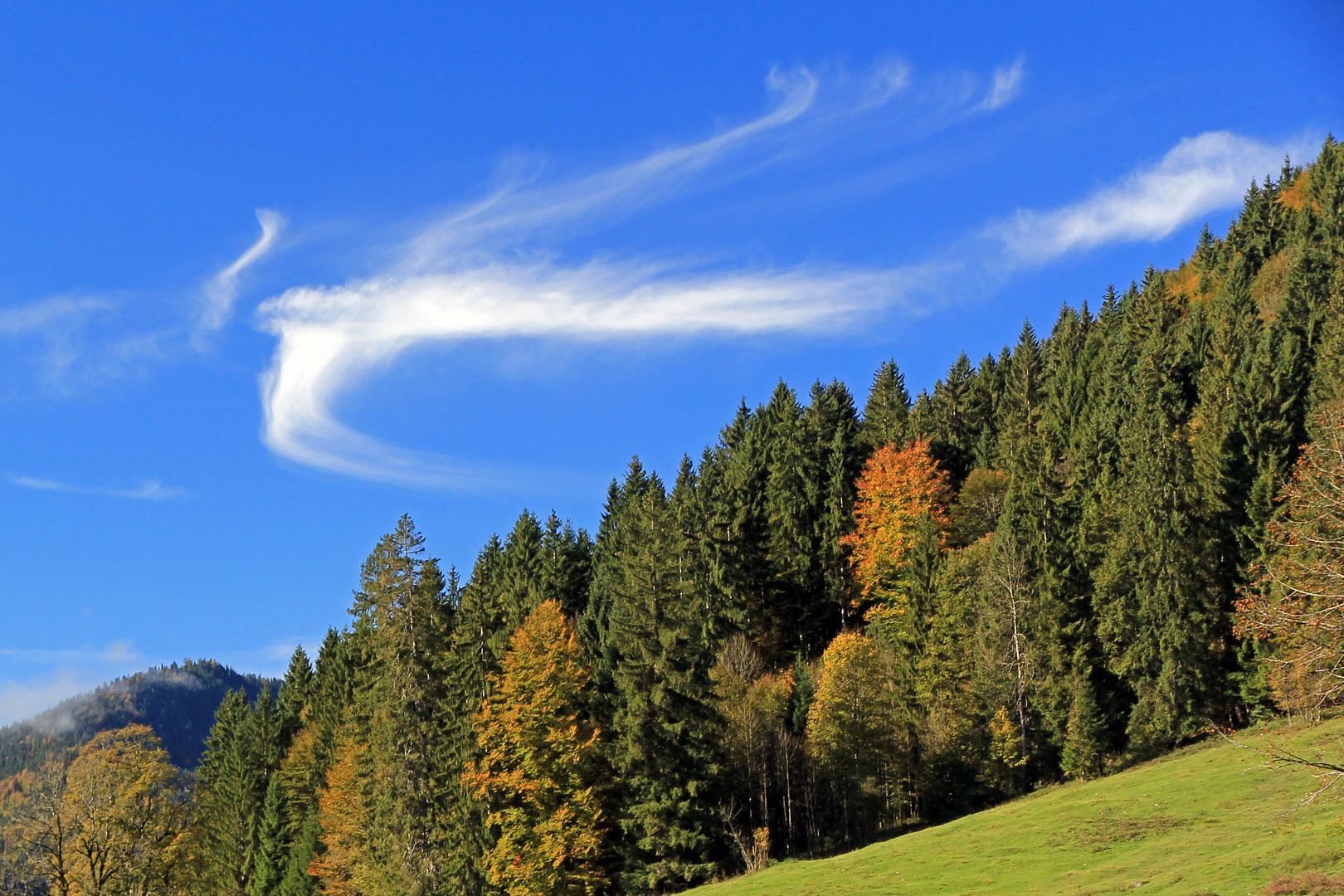 Auch diese Wolkenschwalbe zog es gen Süden