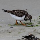 Auch diesen Vogel fand ich auf meinen Wanderungen