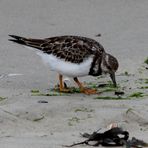 Auch diesen Vogel fand ich auf meinen Wanderungen