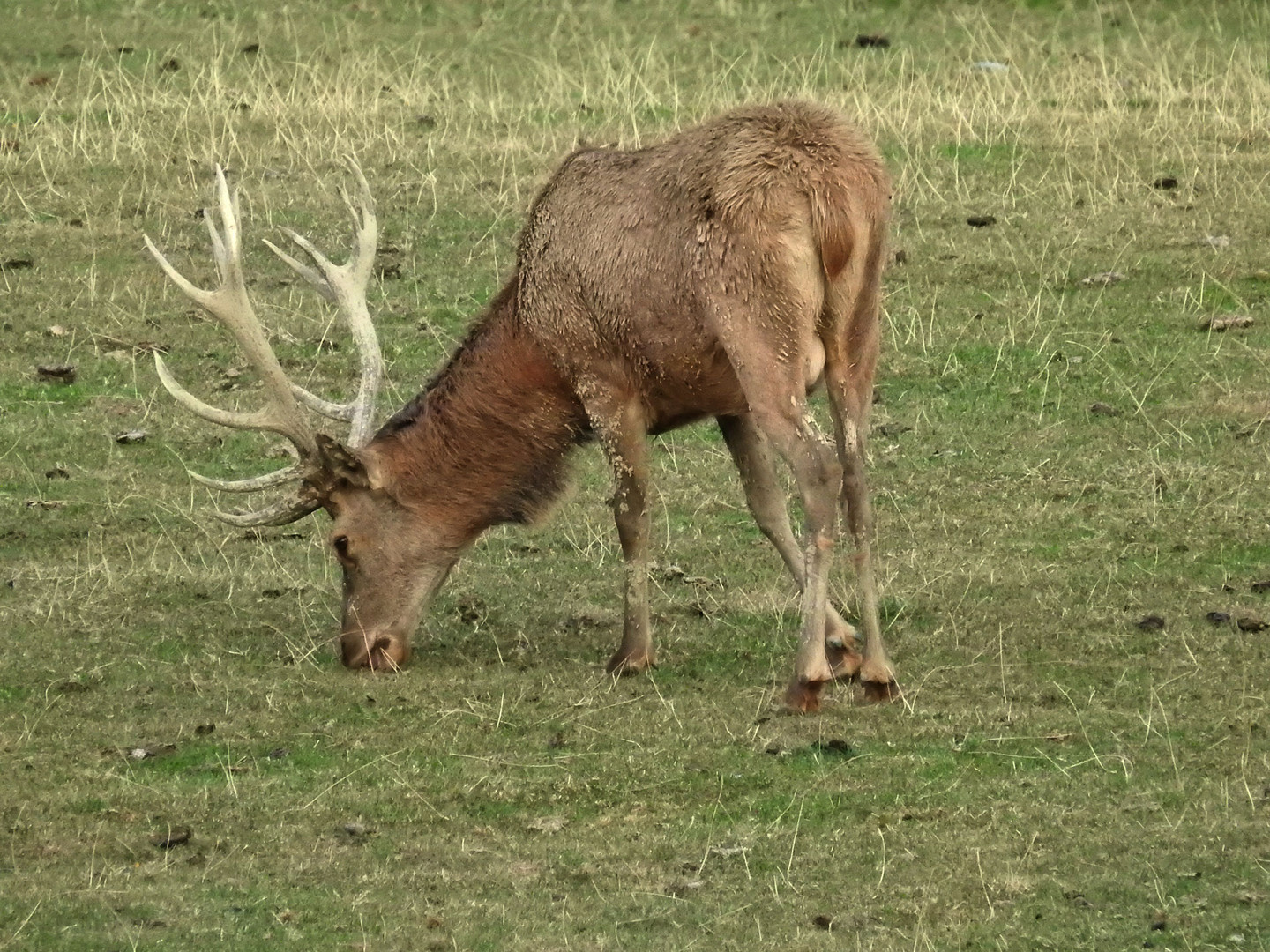 Auch dieser alte Hirsch hat am 17. 9. noch keine Brunftgelüste.