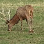 Auch dieser alte Hirsch hat am 17. 9. noch keine Brunftgelüste.