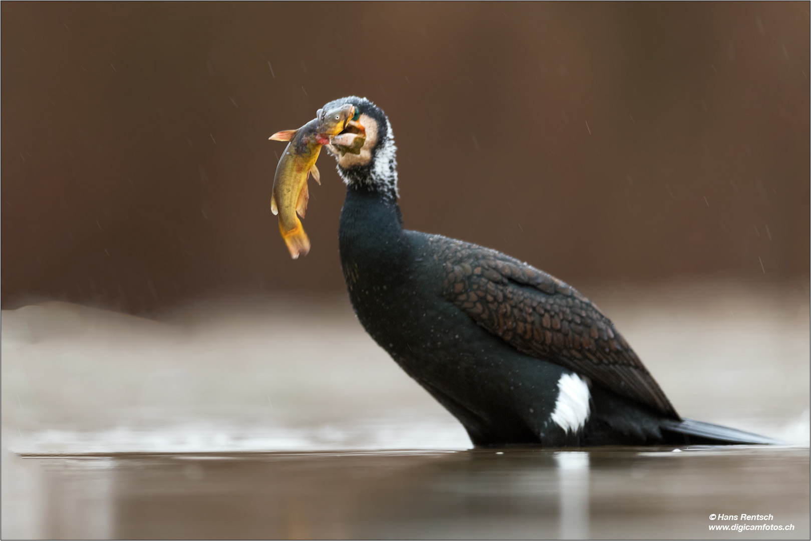 Auch dieser Fisch geht noch runter....