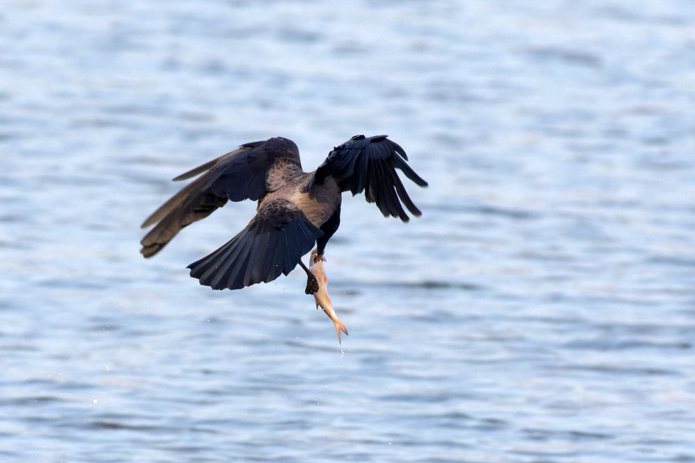 Auch dieser "Greifvogel" nimmt Fisch - Nebelkrähe Corvus cornix