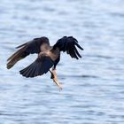 Auch dieser "Greifvogel" nimmt Fisch - Nebelkrähe Corvus cornix