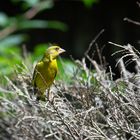 Auch dieser Grünfink schaute mal vorbei (Chloris chloris)