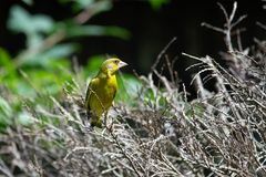 Auch dieser Grünfink schaute mal vorbei (Chloris chloris)