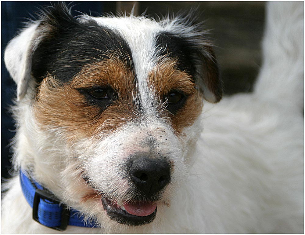 Auch dieser Jack Russel Terrier...