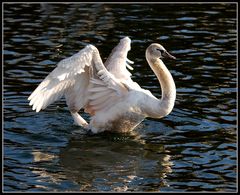 Auch dieser Jungschwan will sich schon präsentieren, so ganz funktioniert es noch nicht......