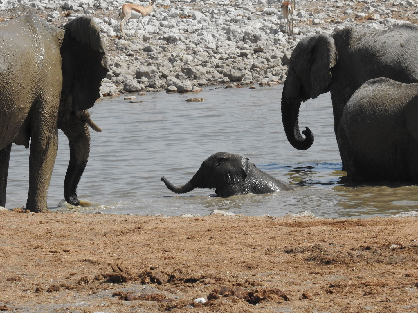 Auch dieser kleine Elefant  badet mit Vergnügen zwischen Mutter und Tante