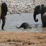 Auch dieser kleine Elefant  badet mit Vergnügen zwischen Mutter und Tante
