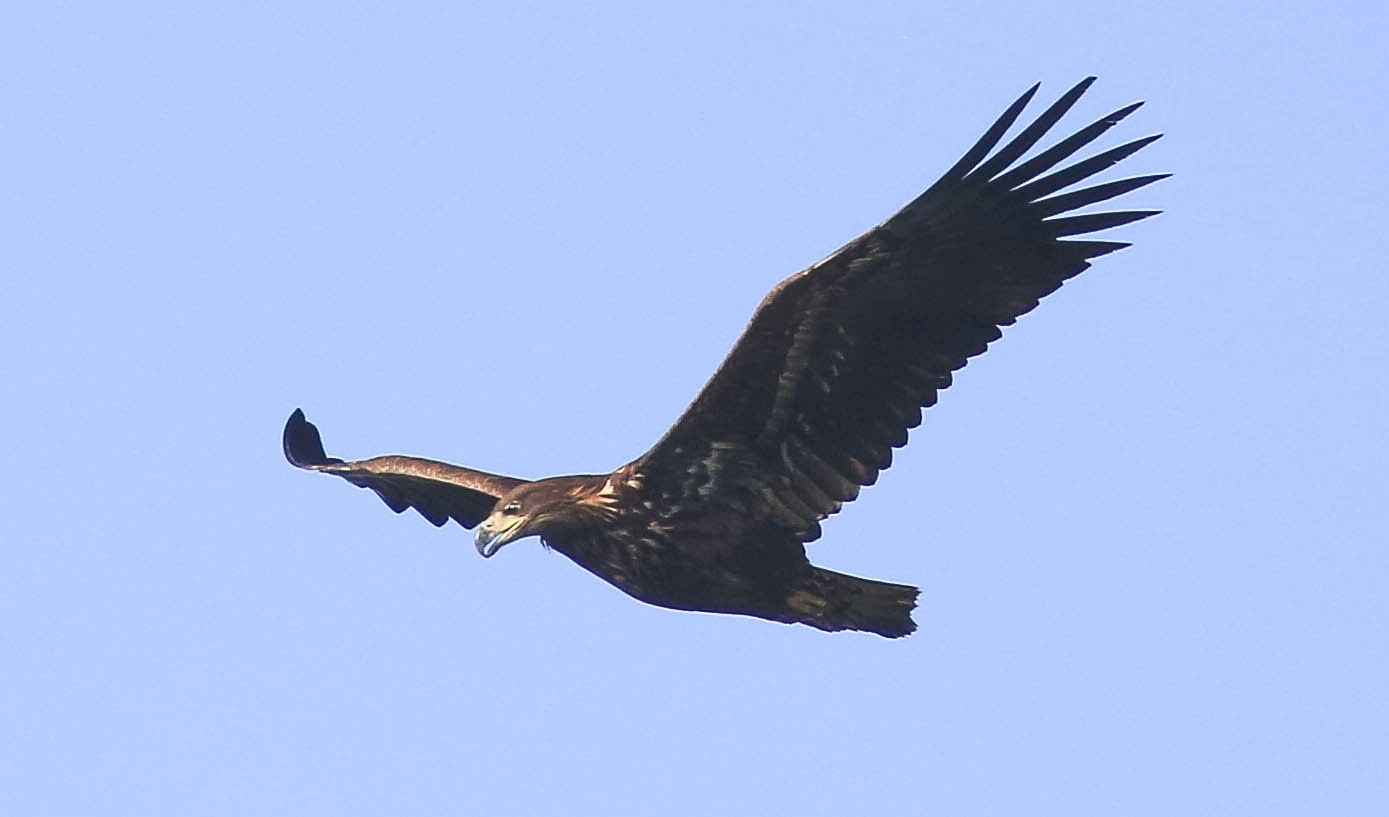 .... auch dieser Seeadler überflog die Wedeler Marsch