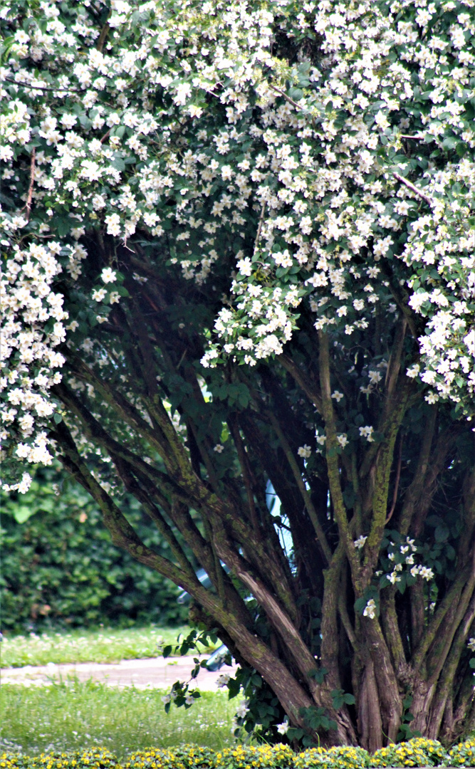 auch dieser Strauch steht noch üppig in seiner Blüte