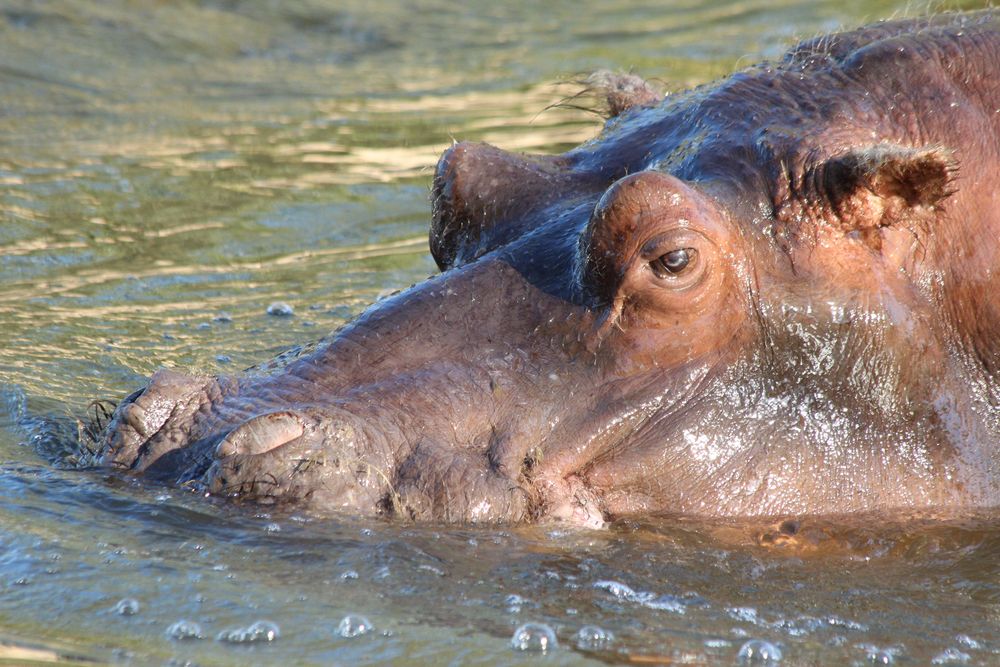 Auch dieses Flußpferd ( oder Nilpferd ) scheint sich wohl zu fühlen